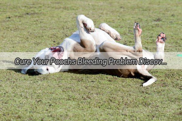 Cure Your Poochs Bleeding Problem Discover the Ultimate Medicine for Dog Diarrhea